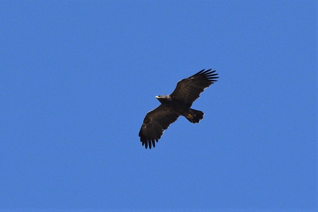 Lesser Spotted Eagle