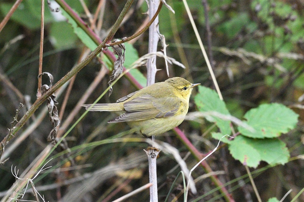 Willow Warbler