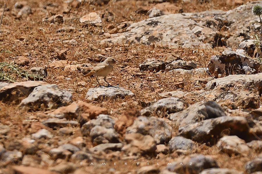 Desert Lark