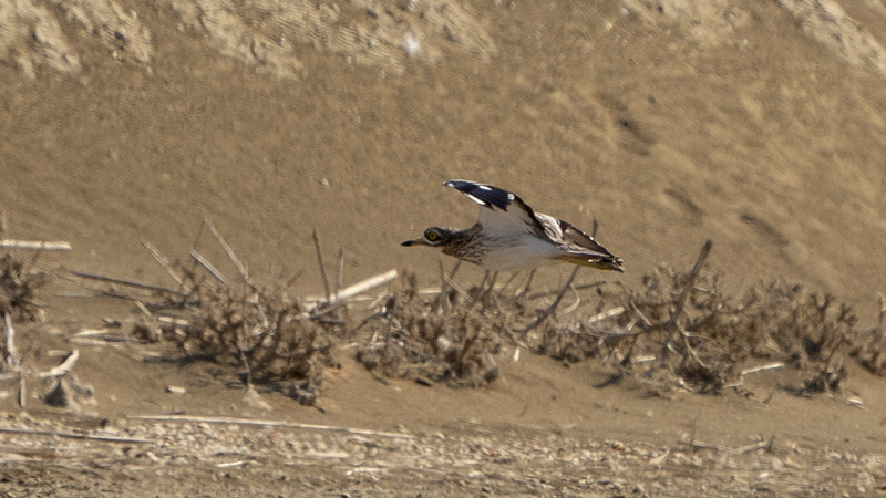 Eurasian Stone-curlew