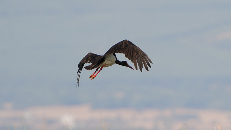 Black Stork