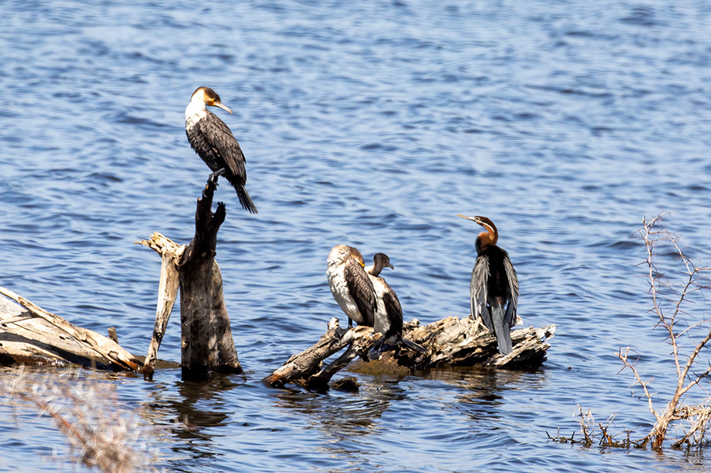 African Darter