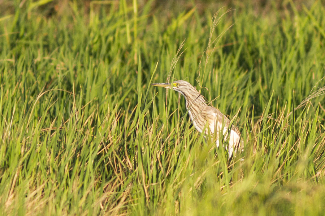 Squacco Heron