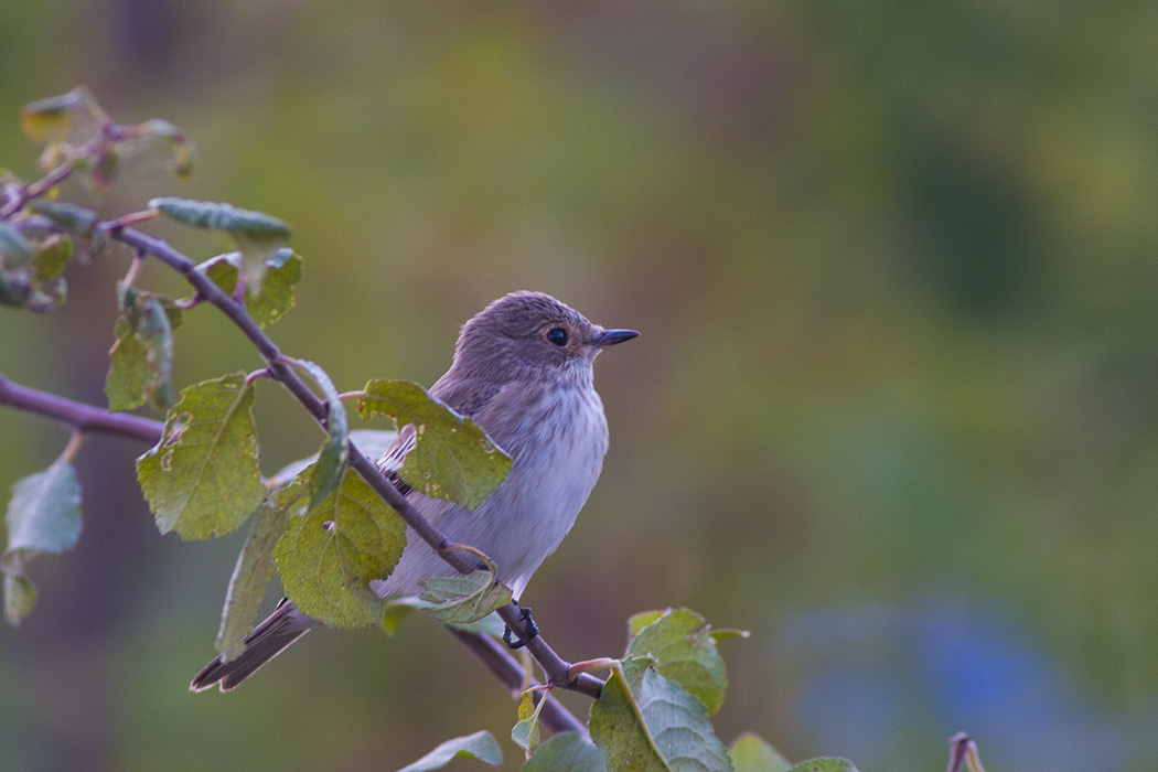 Spotted Flycatcher