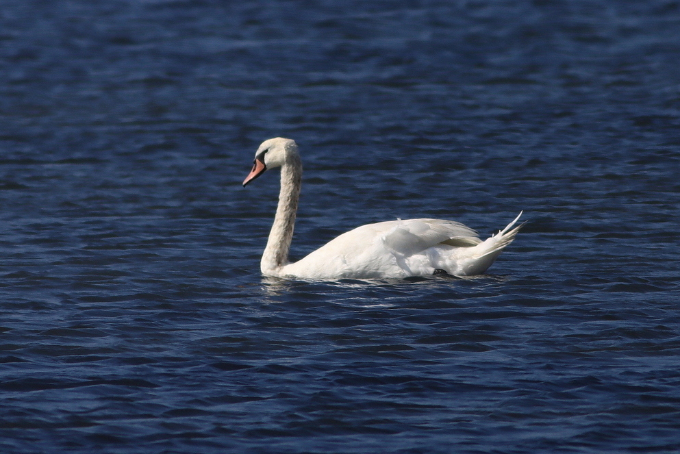 Mute Swan