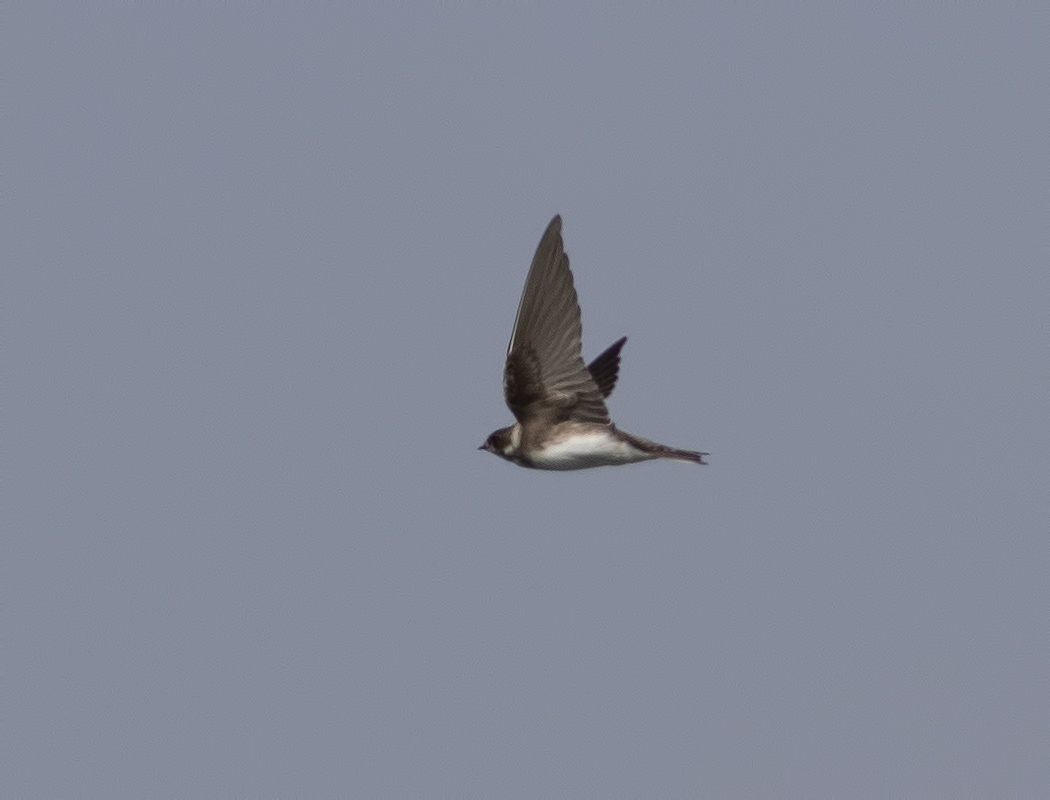 Sand Martin