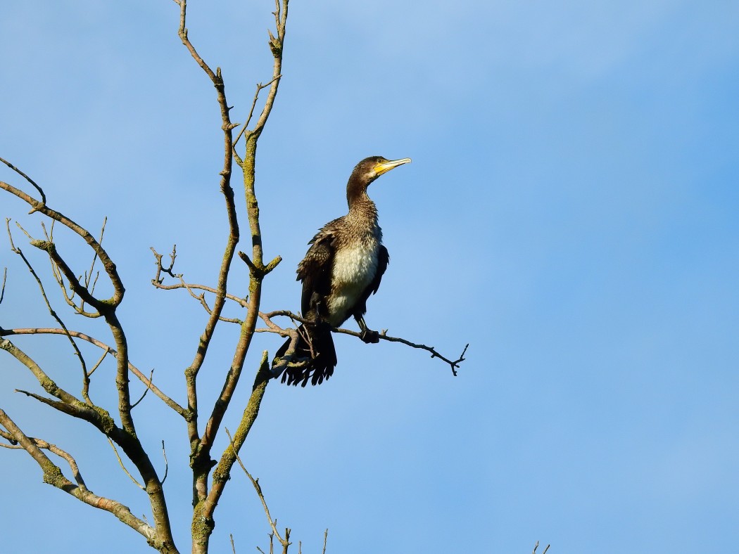Great Cormorant