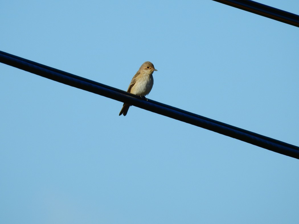 Spotted Flycatcher