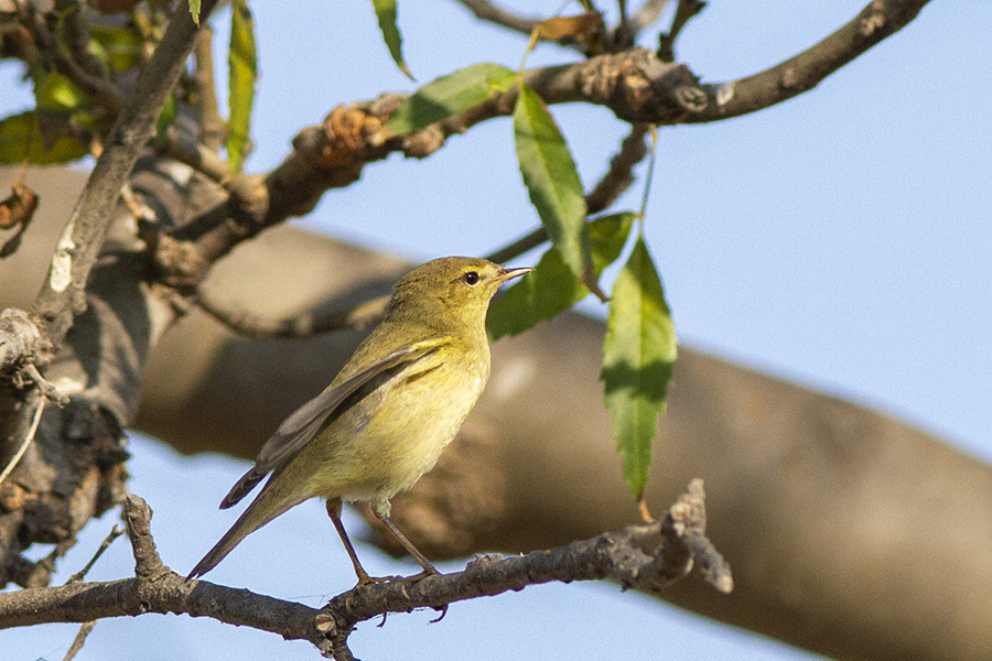 Willow Warbler