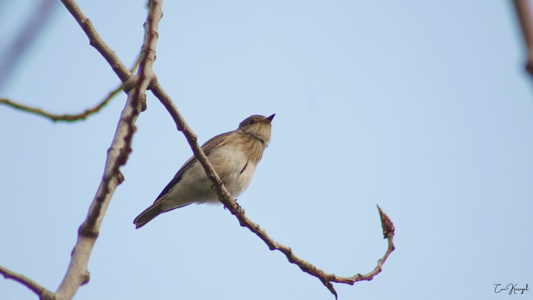 Spotted Flycatcher