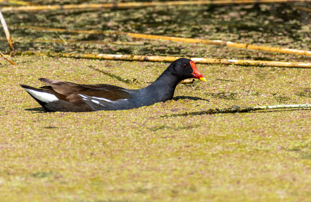 Common Moorhen