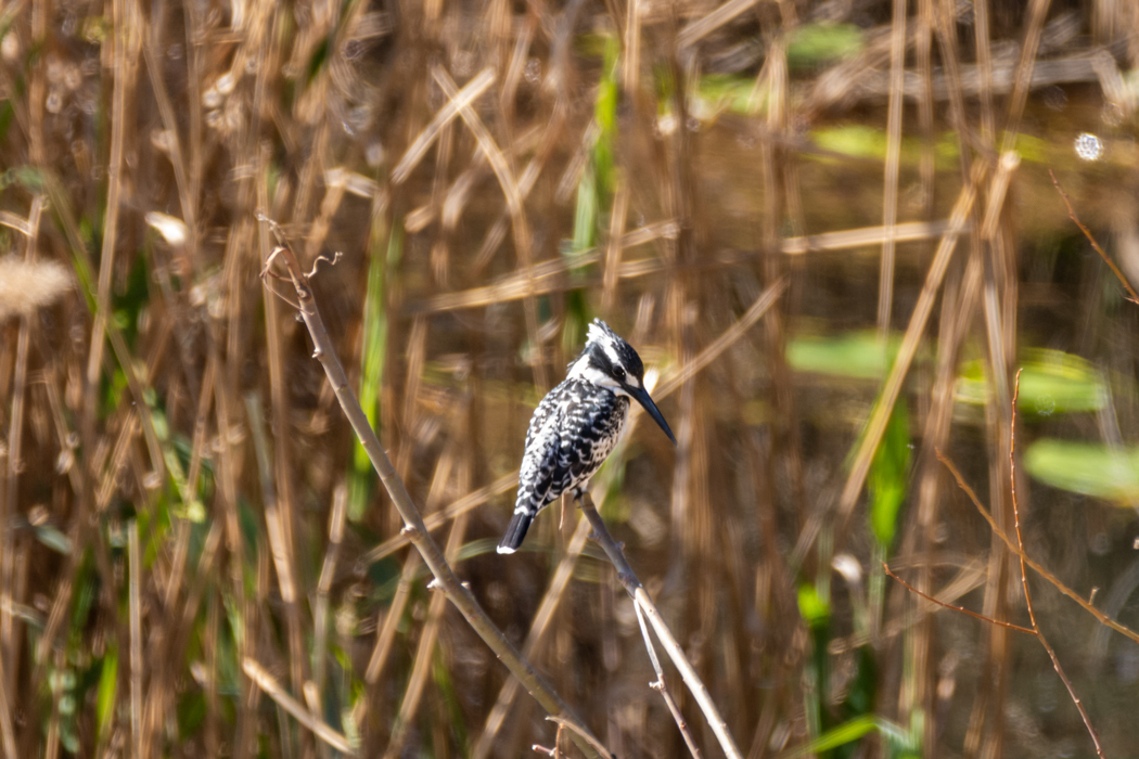 Pied Kingfisher