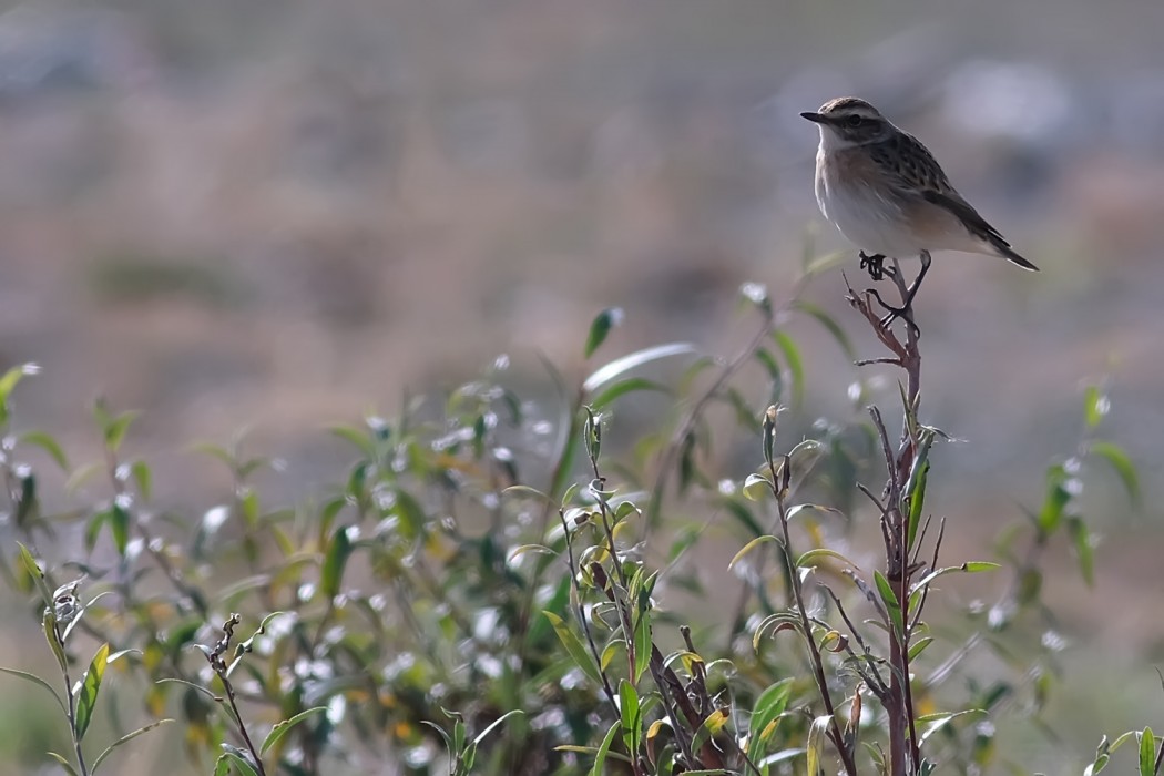 Whinchat