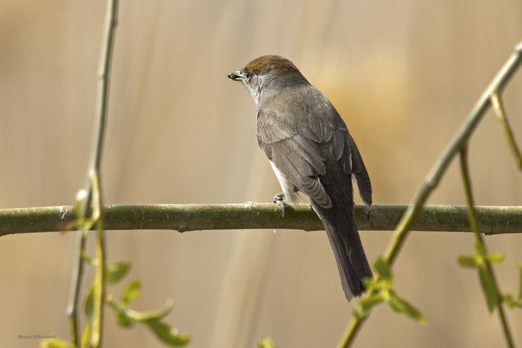 Eurasian Blackcap