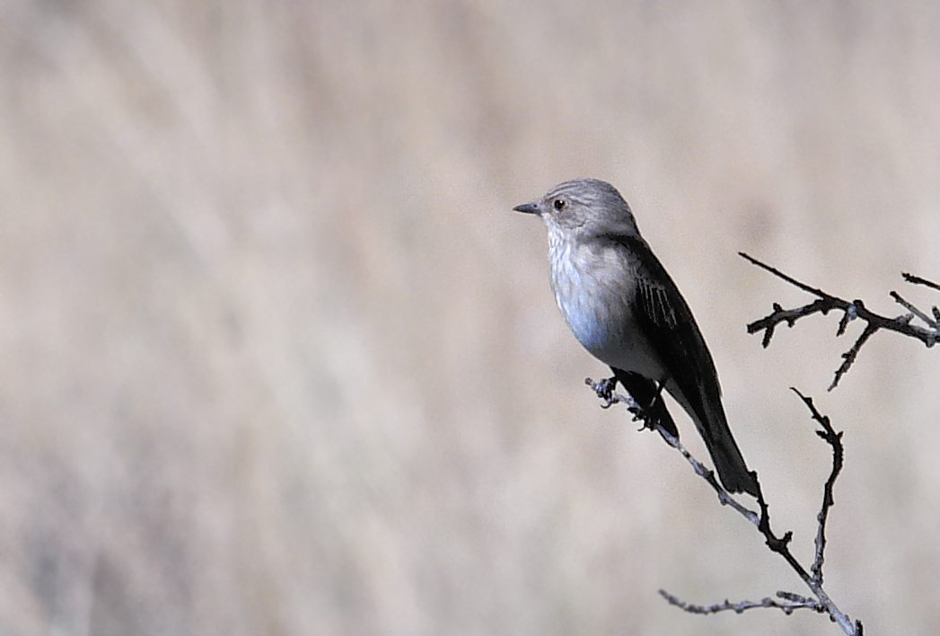 Spotted Flycatcher
