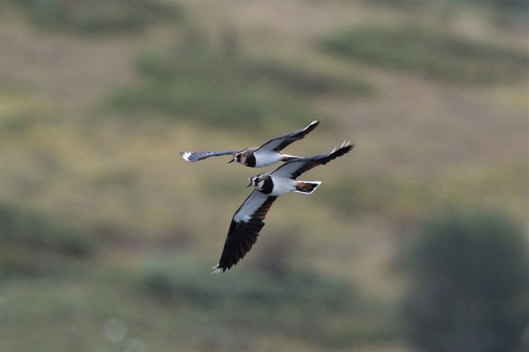 Northern Lapwing