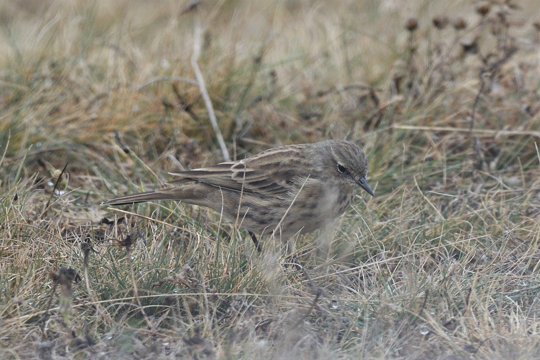 Water Pipit