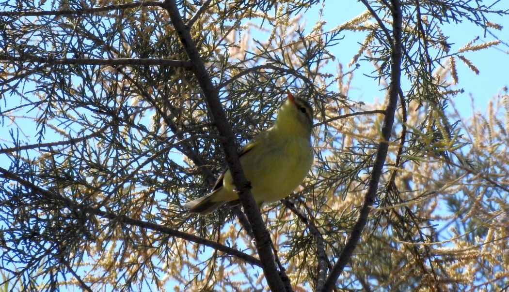 Willow Warbler