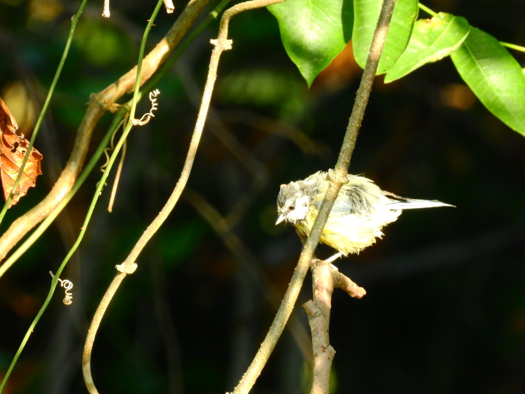 Eurasian Blue Tit