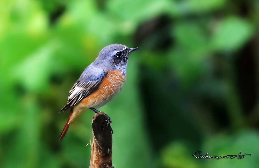 Common Redstart