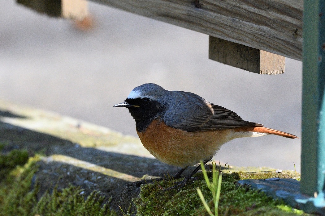 Common Redstart