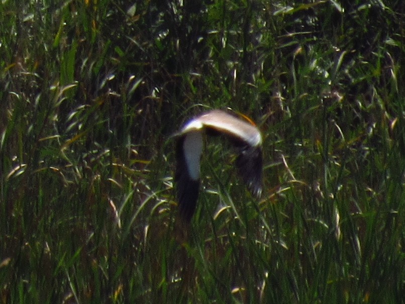 Spur-winged Lapwing