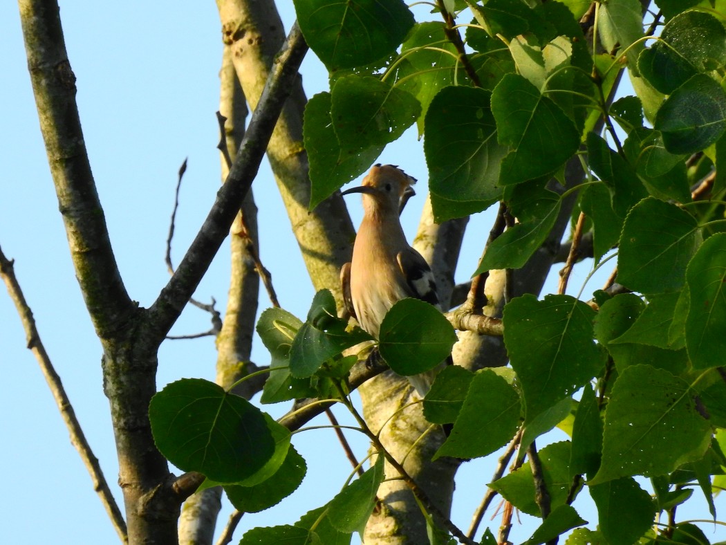 Eurasian Hoopoe