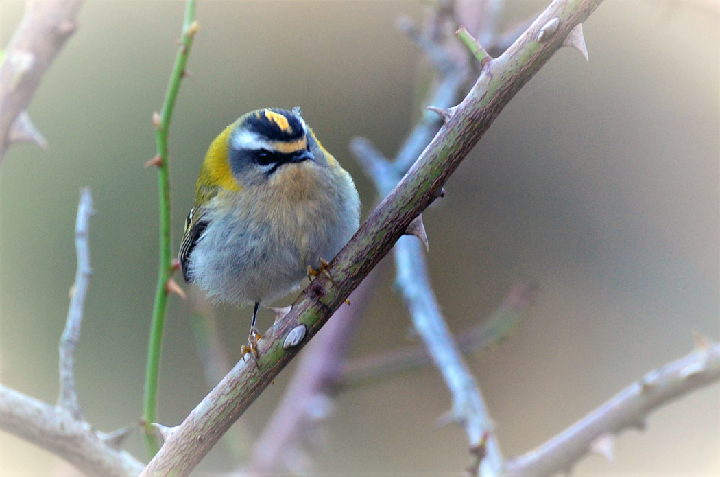 Common Firecrest