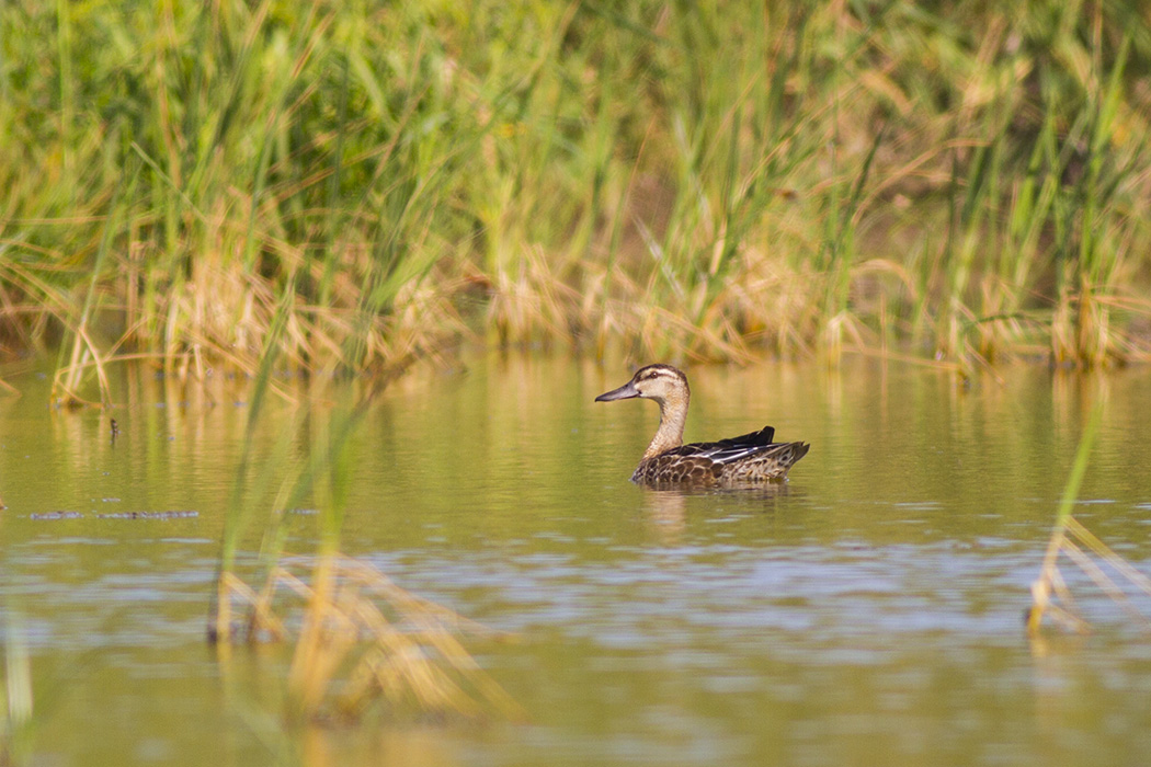 Garganey