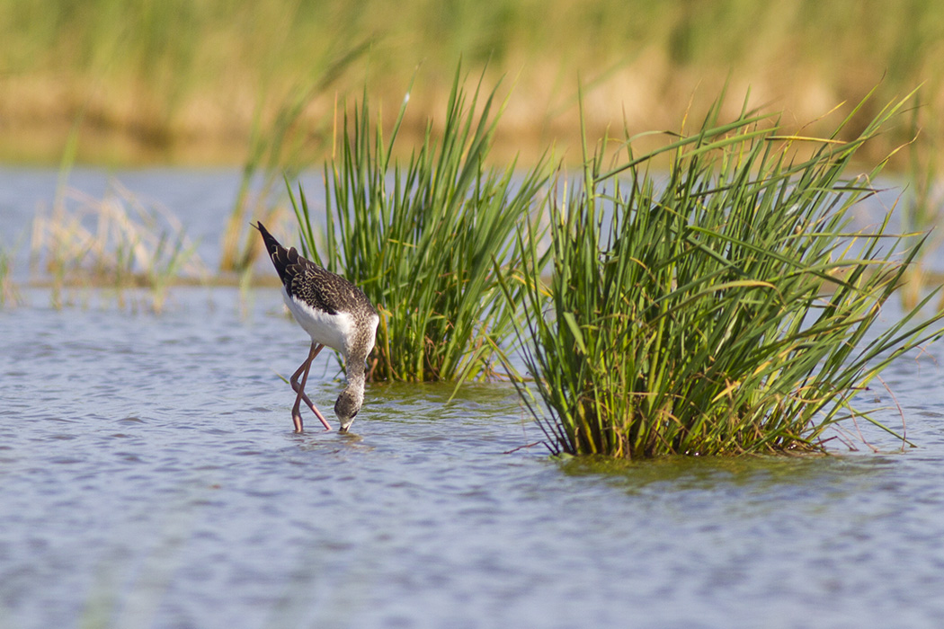 Black-winged Stilt