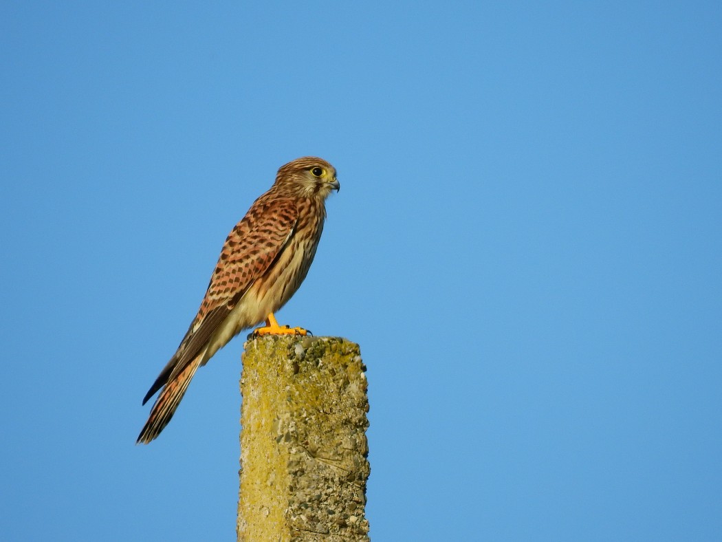 Common Kestrel
