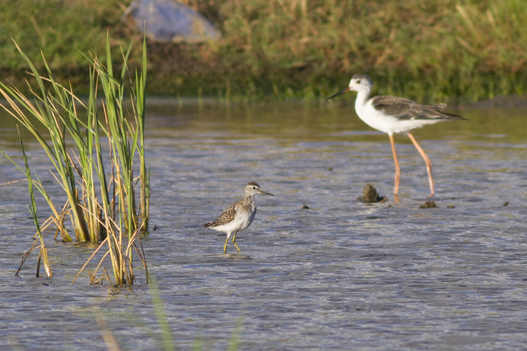 Wood Sandpiper