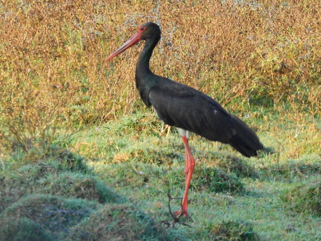 Black Stork