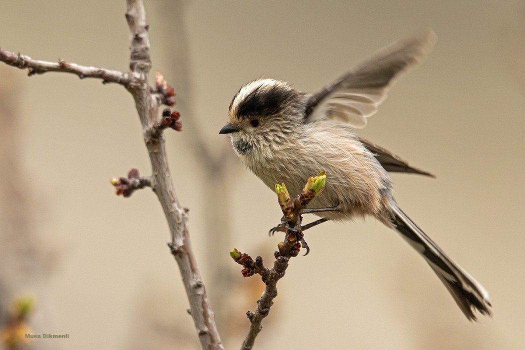 Long-tailed Tit