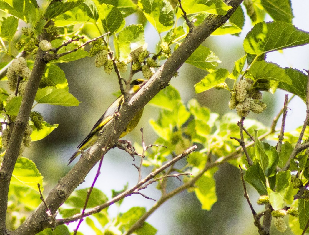 European Greenfinch