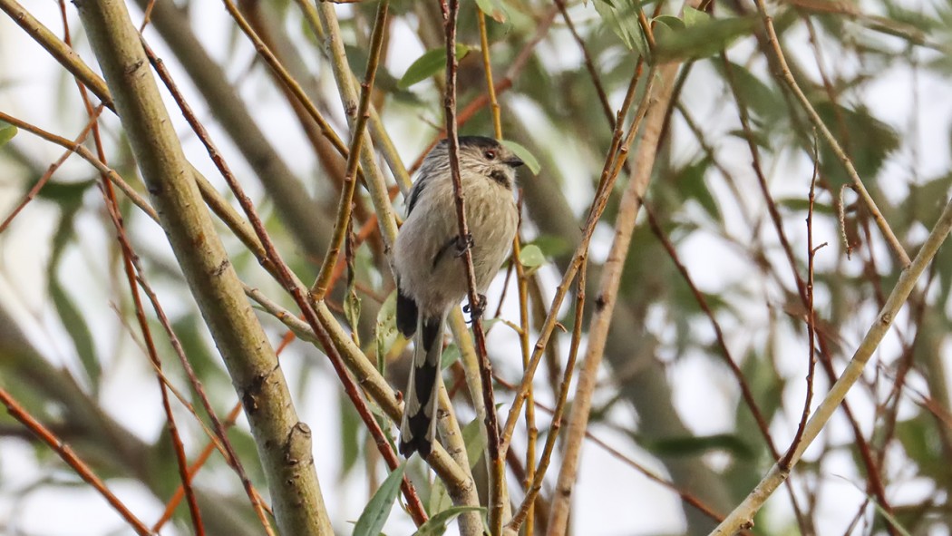 Long-tailed Tit