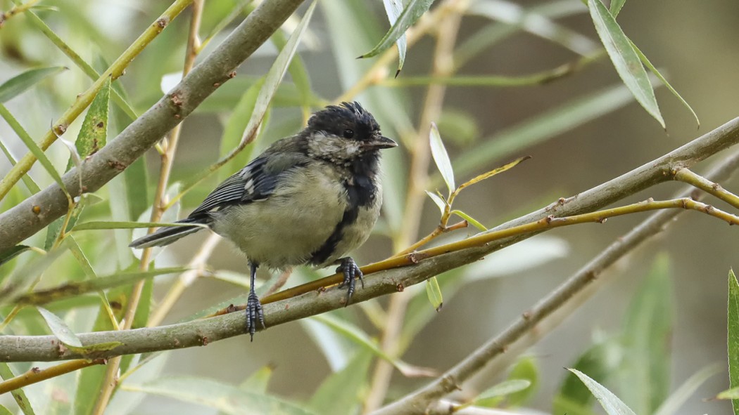 Great Tit