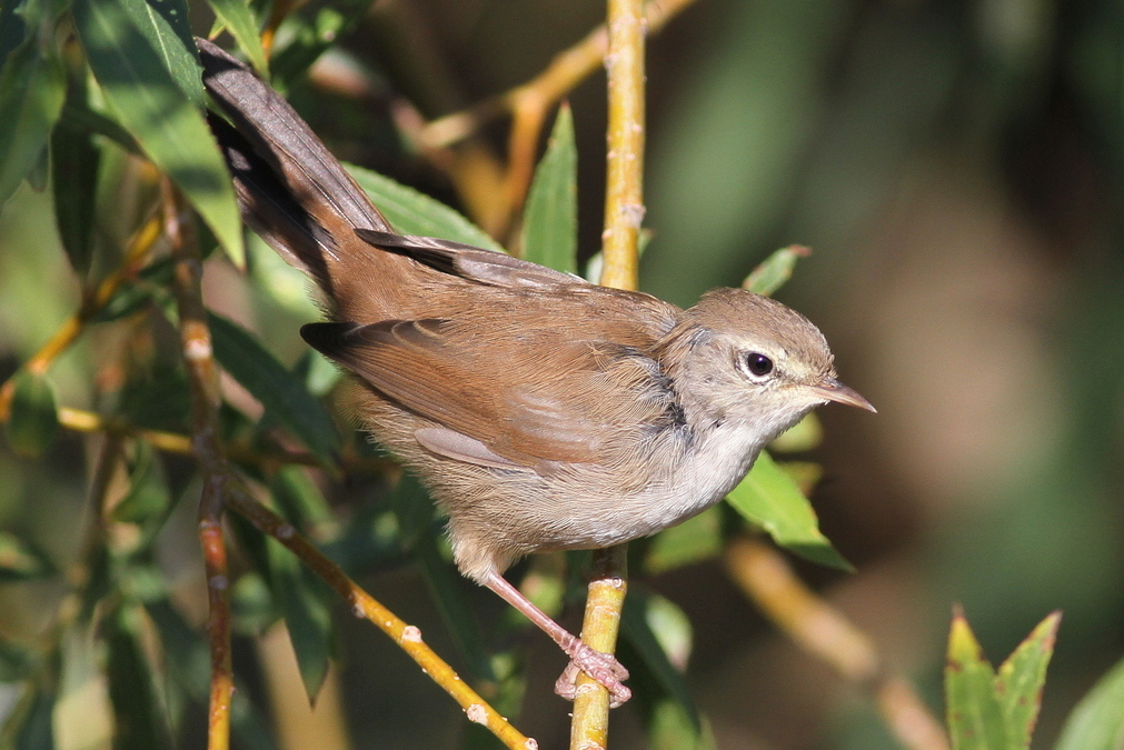 Cetti`s Warbler