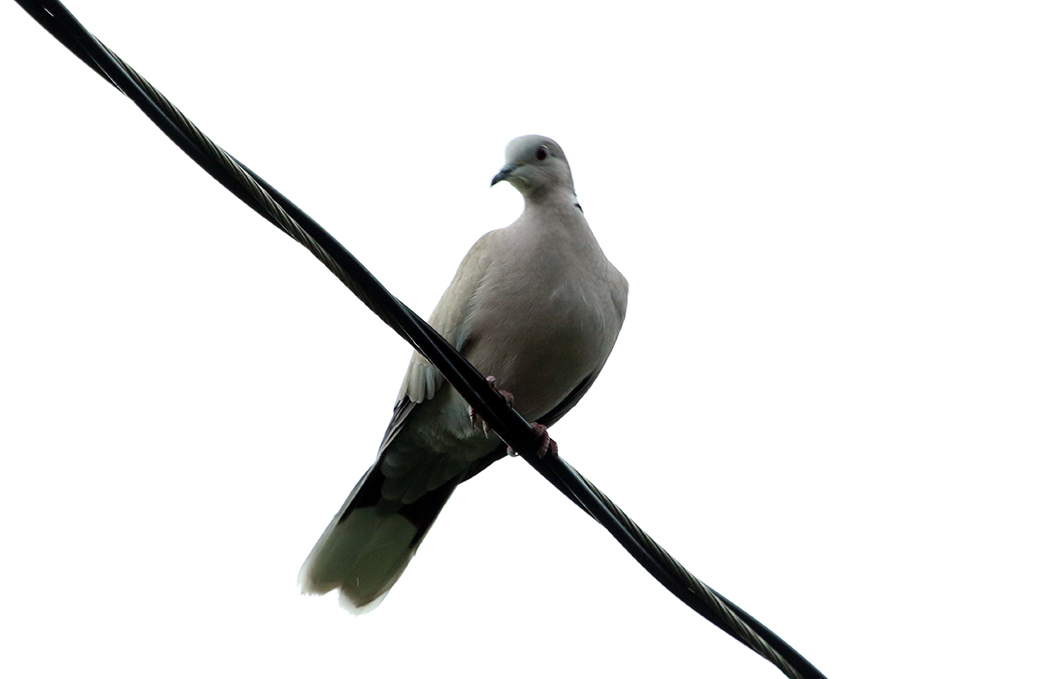 Eurasian Collared Dove