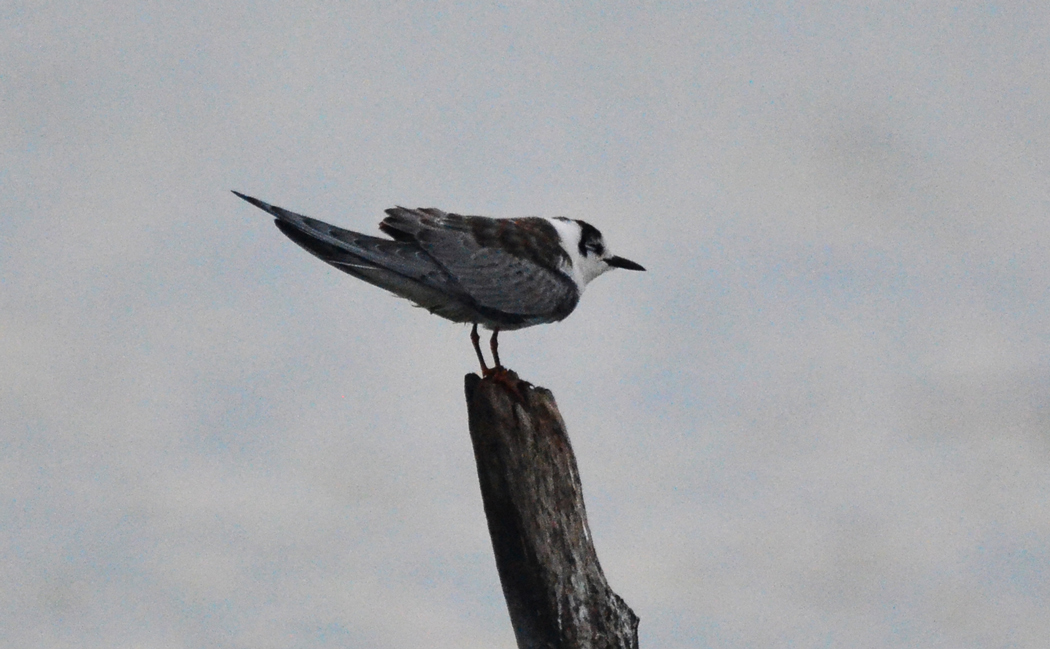 White-winged Tern