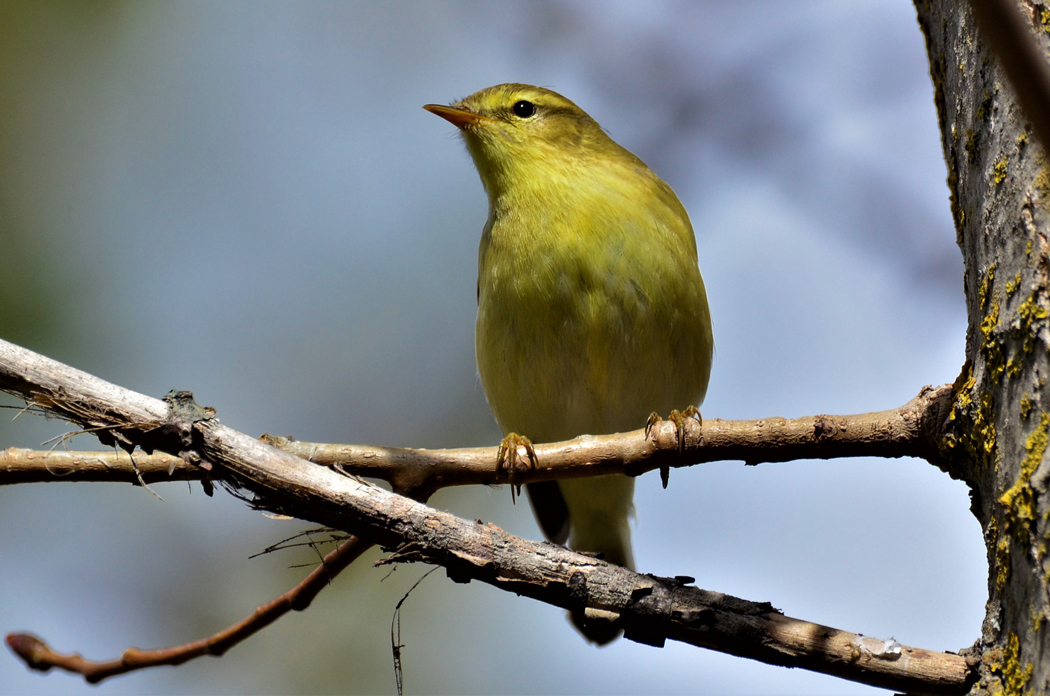 Willow Warbler