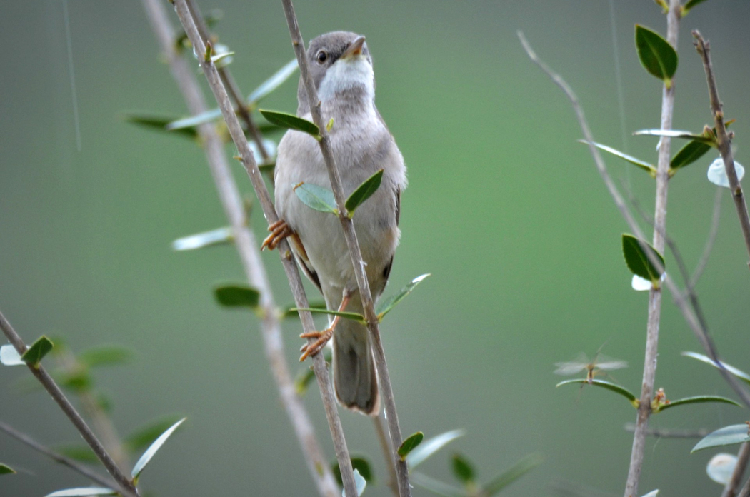 Common Whitethroat