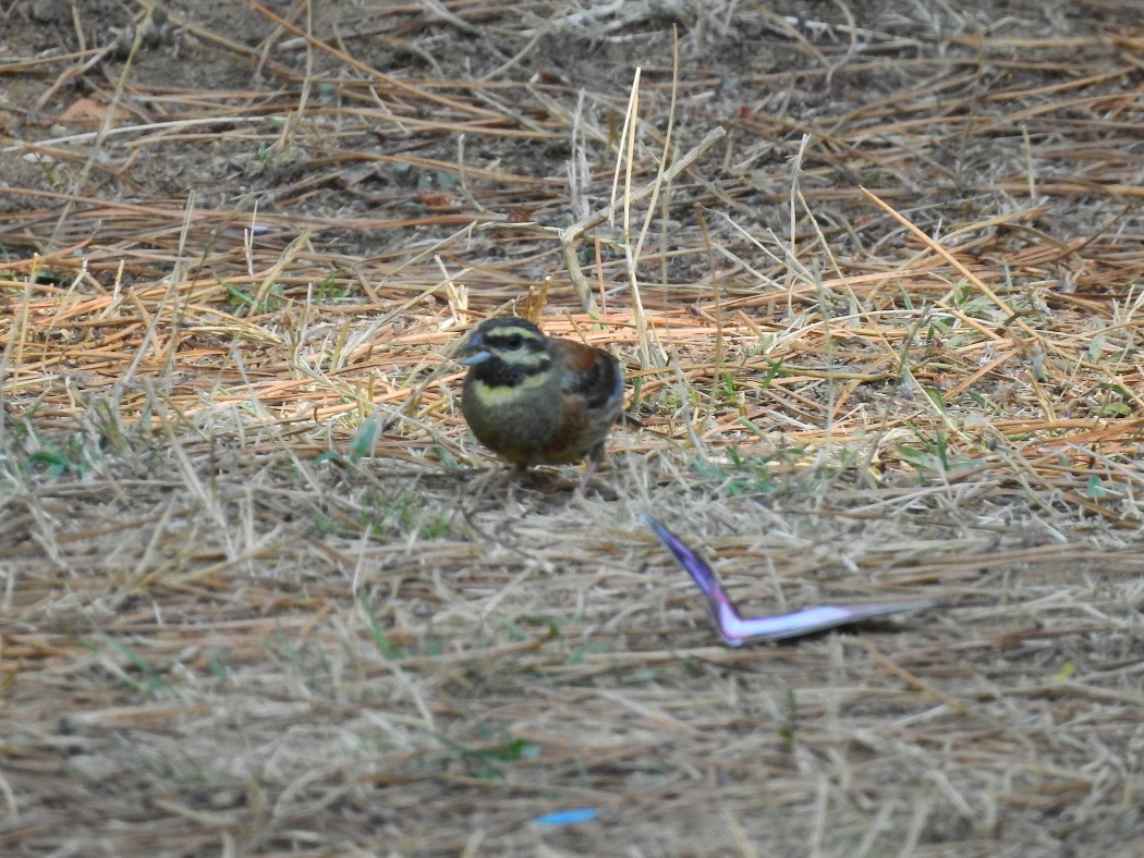 Cirl Bunting
