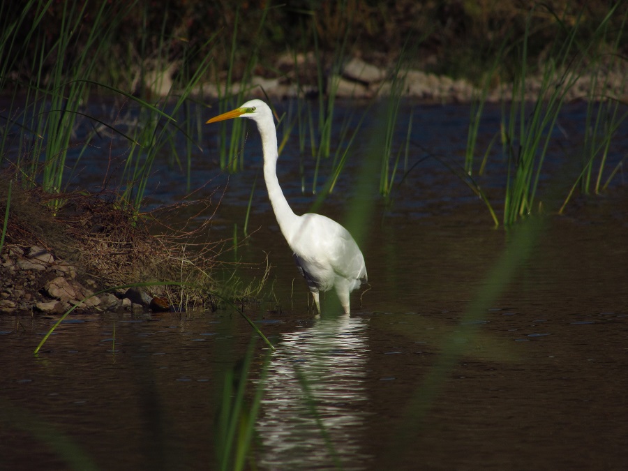Great Egret