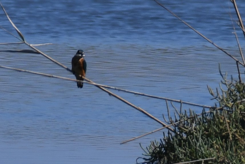 Common Kingfisher