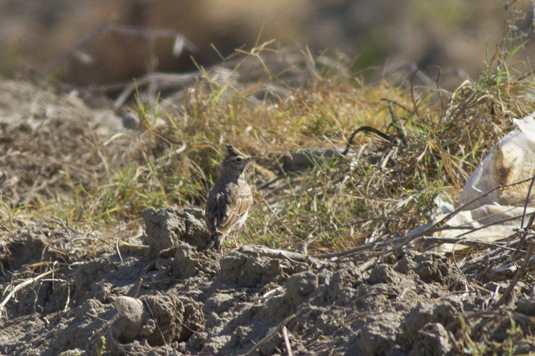 Crested Lark