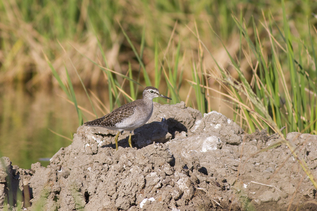 Wood Sandpiper