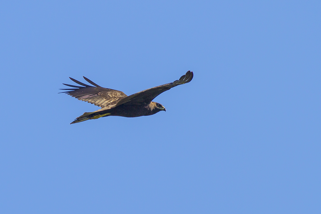 Western Marsh Harrier