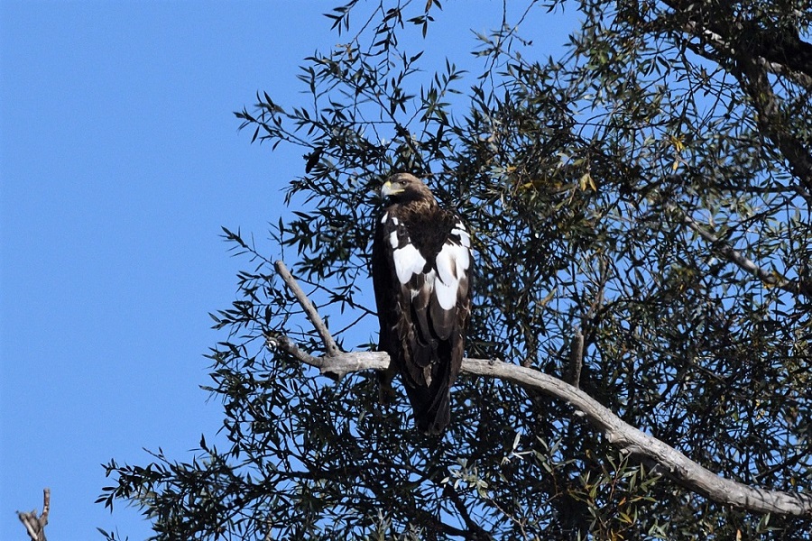 Eastern Imperial Eagle