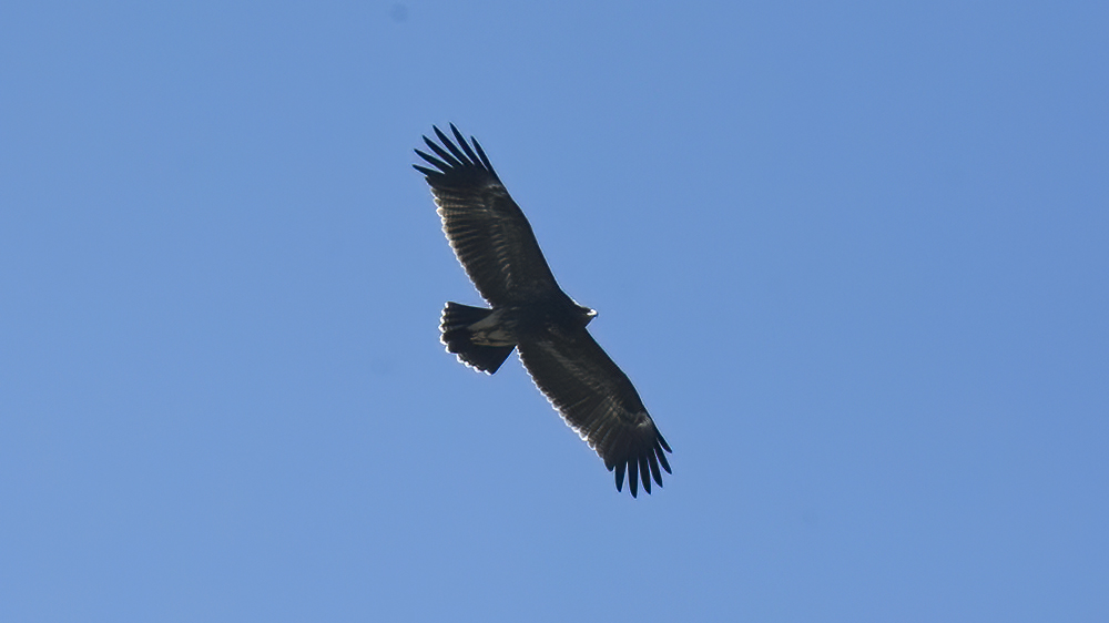Lesser Spotted Eagle